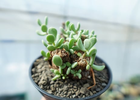 ケラリア　ピグマエア　Ceraria pygmaea 　No.5