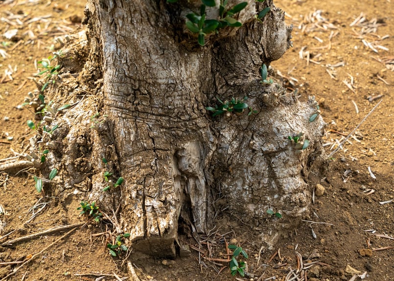 非公開農園・代表選抜】太枝が残る希少原木樹形｜最高級 輸入古木