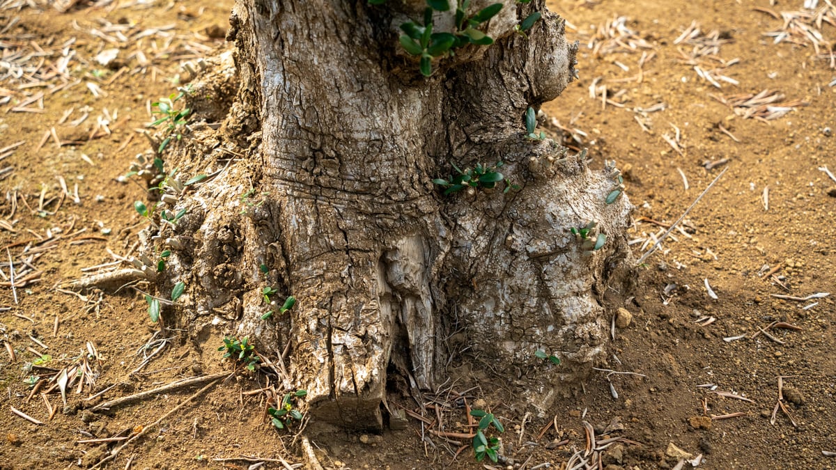 非公開農園・代表選抜】太枝が残る希少原木樹形｜最高級 輸入古木