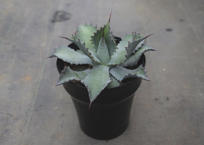 アガベ ポタトラム キャメロン ブルー | mana's farm:塊根植物・アガベ