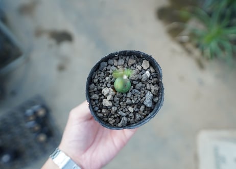 アデニア　グラウカ　Adenia Glauca　No.4