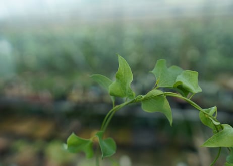 ディオスコレア　シルバティカ　Dioscorea sylvatica No.1