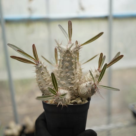 カクチペス | STORES