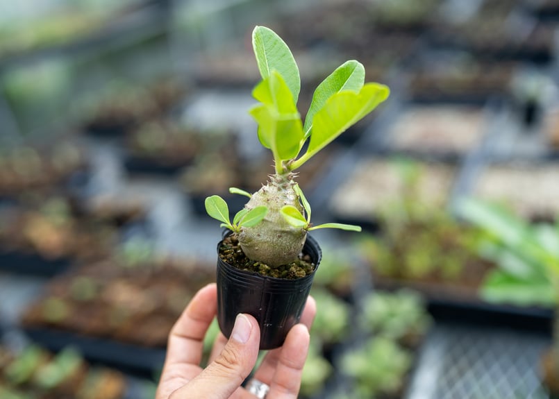 パキポディウム ウィンゾリー 沖縄実生 | mana's farm:塊根植物