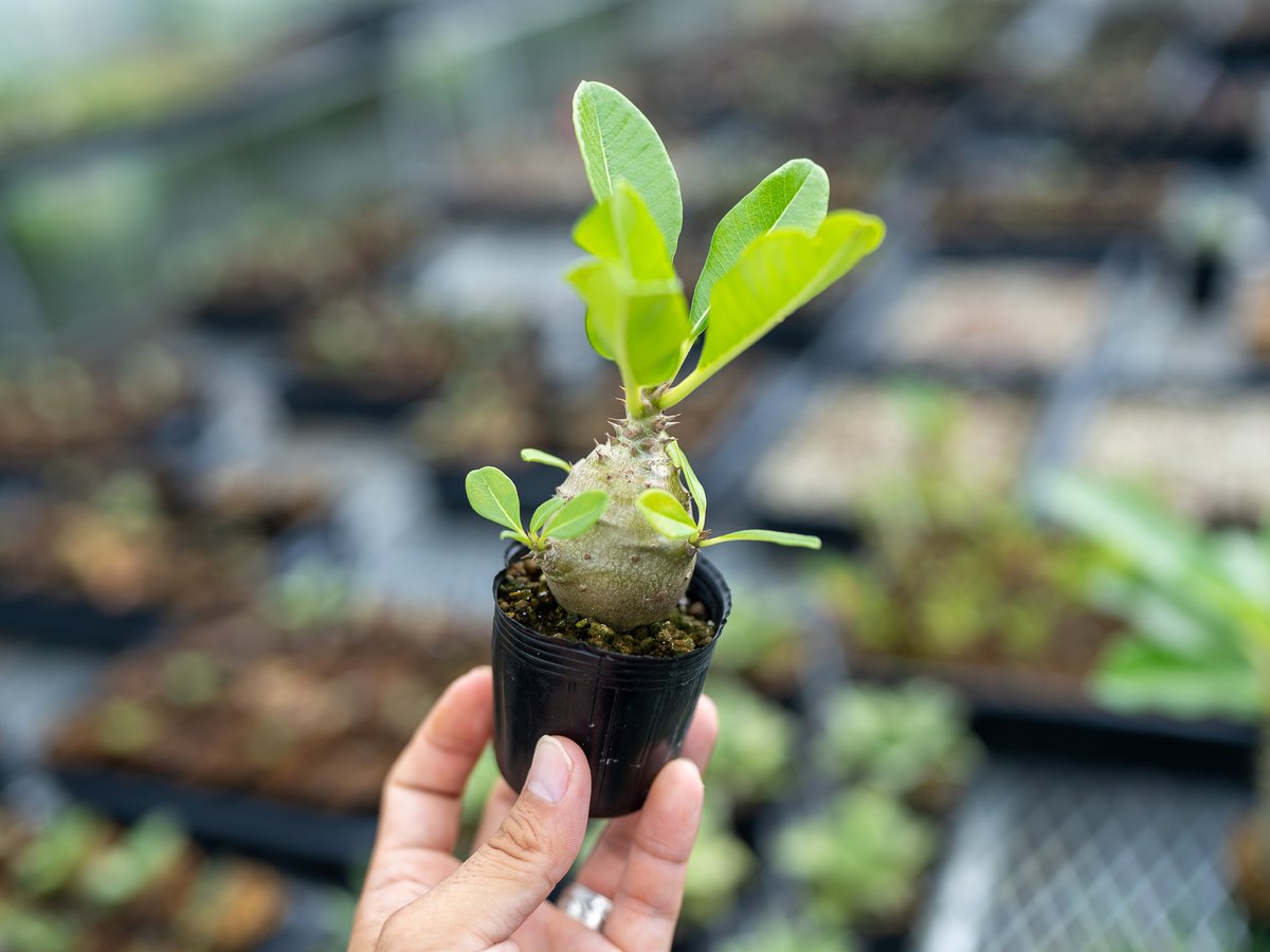 超新鮮　パキポディウム　ウィンゾリー　種子　7月下旬採種　10粒　塊根植物 パキポディウム ウィンゾリー 沖縄実生 | mana's farm:塊根植物