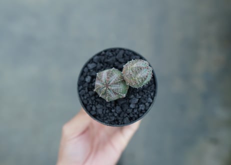 ユーフォルビア　オベサブロー　Euphorbia ObesaBlow  No.2