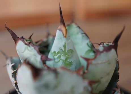 Agave titanota 'black and blue'　No.1