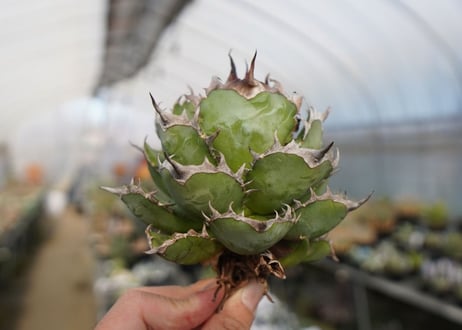 agave titanota  迦梨女神　'Goddess Kali'