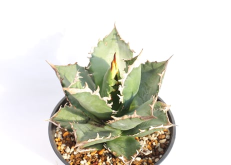 Agave titanota FO-76 dwarf  compacta