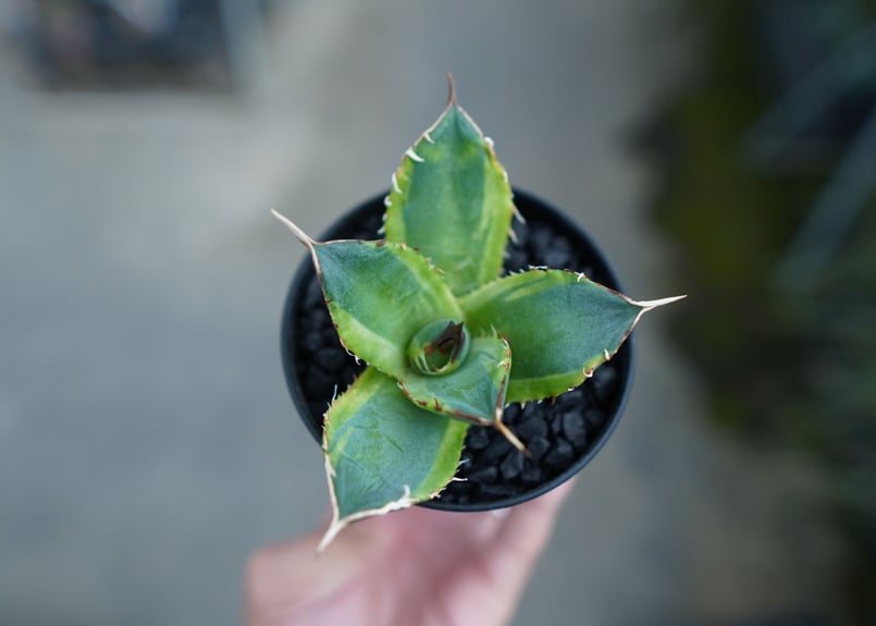 アガベ チタノタ 黄覆輪 Agave titanota variegata | mana's アガベ チタノタ 黄覆輪 Agave titanota variegata | mana's