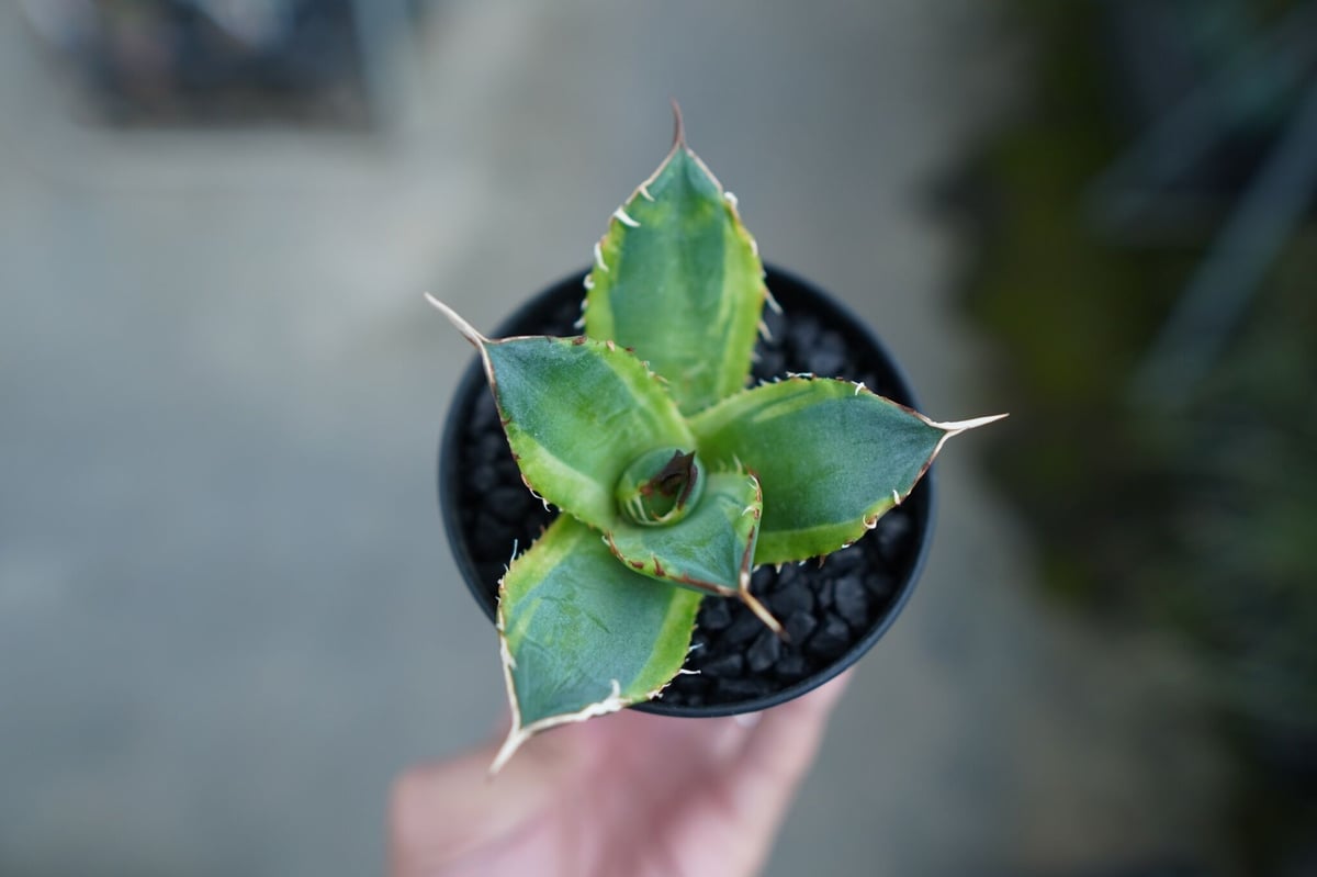 アガベ チタノタ 黄覆輪 Agave titanota variegata | mana's 