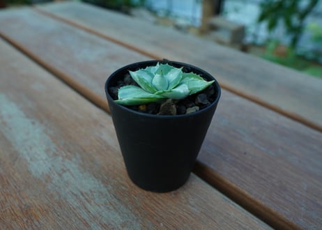 アガベ　王妃雷神錦　Agave　“Ohi Raijin Nishiki ”　No.1