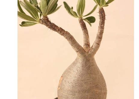 Pachypodium Gracilius パキポディウム  グラキリス  №１１