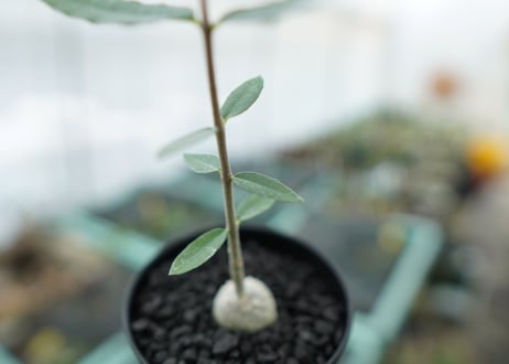 フォッケア　エデュリス　Fockea edulis