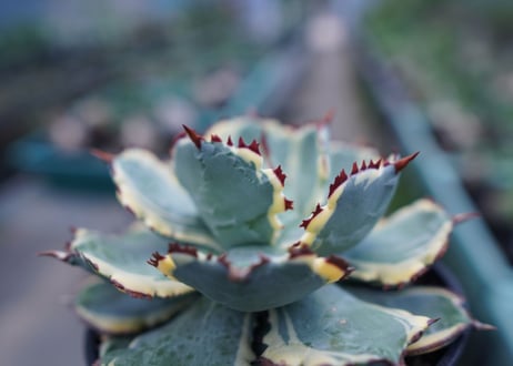 アガベ　兜蟹錦　連棘　Agave isthmensis “Kabutogani” variegata No.2