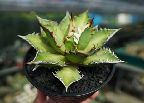 アガベ　チタノタ　レッドキャットウィーズル　Agave titanota Red catweezle　No.4