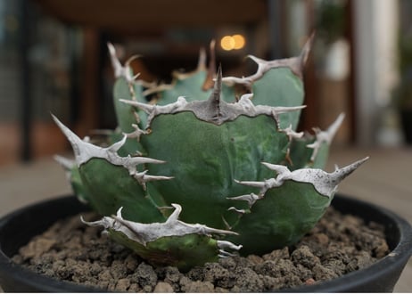 agave titanota　FO76　強棘type