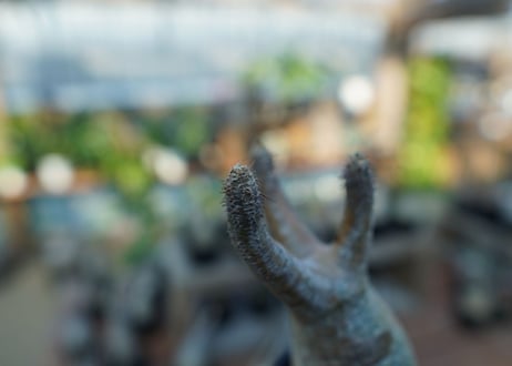 【未発根】パキポディウム　グラキリス　 Pachypodium Gracilius  No.18