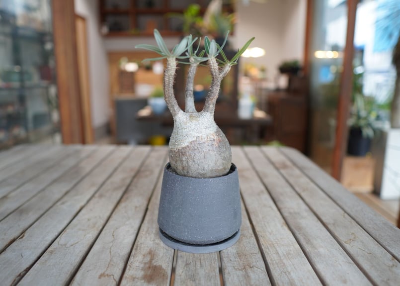 パキポディウム グラキリス Pachypodium Gracilius | mana's f