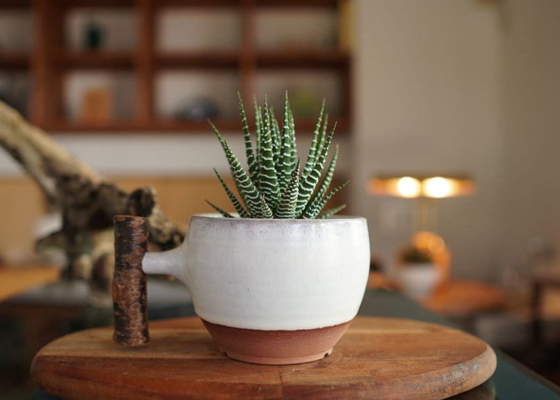 十二の巻 Haworthia fasciata | mana's farm:塊根植物・アガベ・