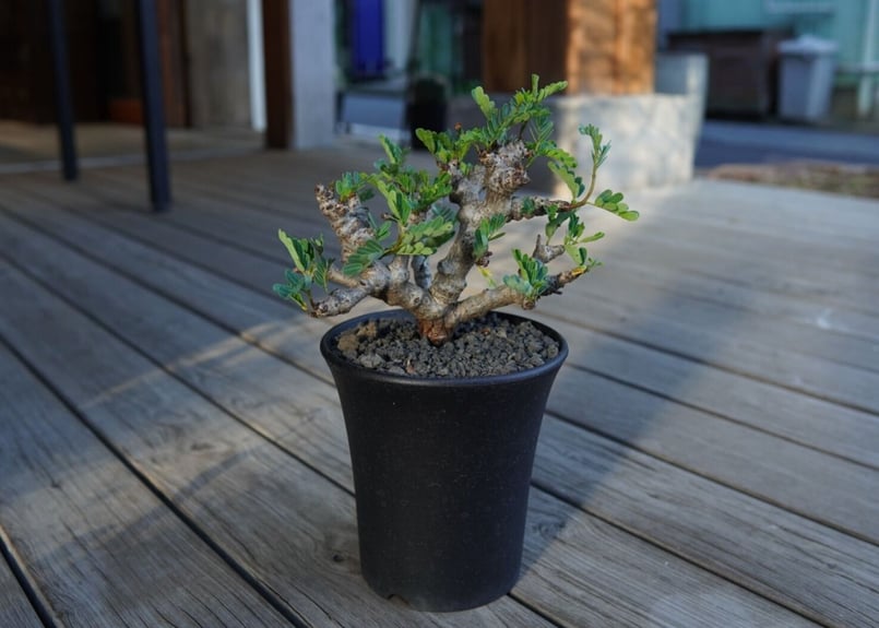 センナ メリディオナリス Senna meridionalis | mana's farm:塊