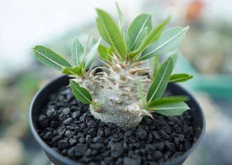 パキポディウム　恵比寿大黒　Pachypodium Densicaule　No.4