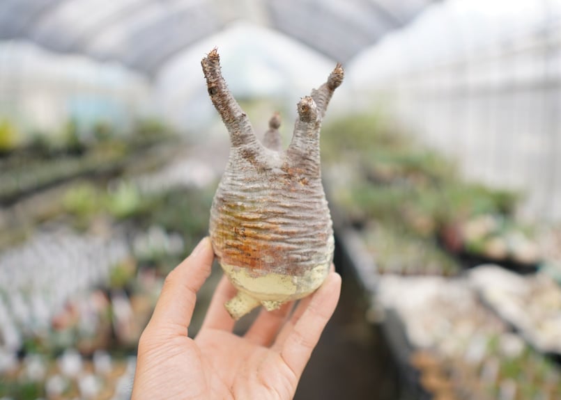 パキポディウム・グラキリス 抜き苗 〈47〉 | mana's farm:塊根植物