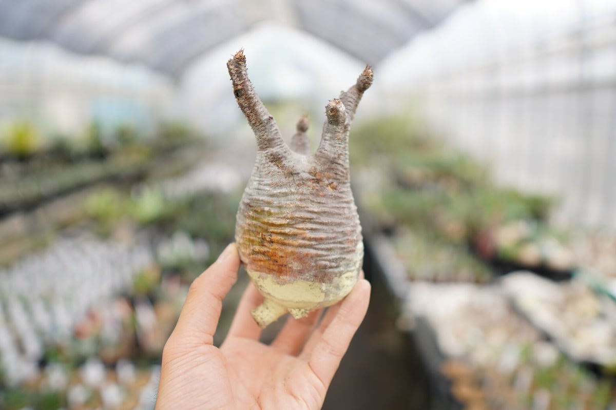 パキポディウム・グラキリス 抜き苗 〈47〉 | mana's farm:塊根植物