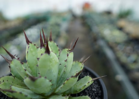 アガベ　マクロアカンサ×ポタトラム　 Agave macroacantha×potatorum　No.6