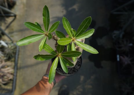 パキポディウム マカイエンセ　Pachypodium makayense　No.6