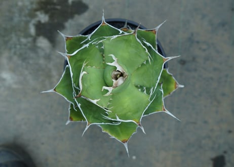 agave titanota 獅子光　Lion light　No.1