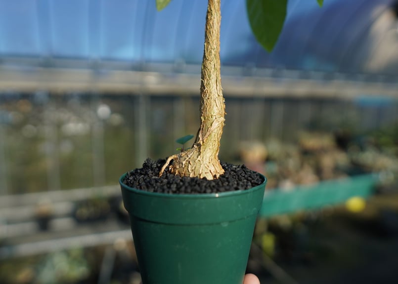 フィカス パルメリー Ficus palmeri No.1 | mana's farm:塊根