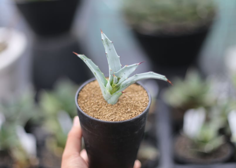 アガベ ソブリア | mana's farm:塊根植物・アガベ・ドライガーデン植物