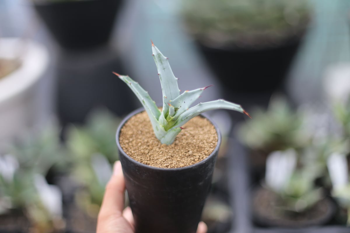 アガベ ソブリア | mana's farm:塊根植物・アガベ・ドライガーデン植物