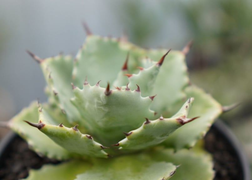 Agave potatorum×Isthmensis No.2 | mana's green: Agave potatorum×Isthmensis No.2 | mana's green: