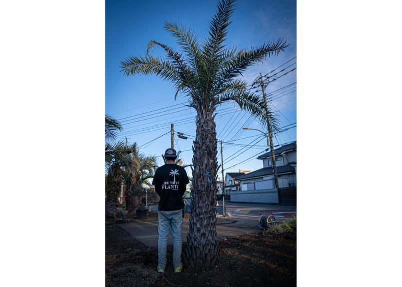 ナツメヤシ Phoenix dactylifera No.2 | mana's farm:塊根