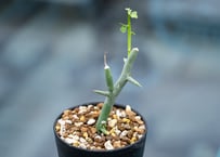 Agave titanota hades No.2 | mana's green:塊根植物販売 Agave titanota hades No.2 | mana's green:塊根植物販売