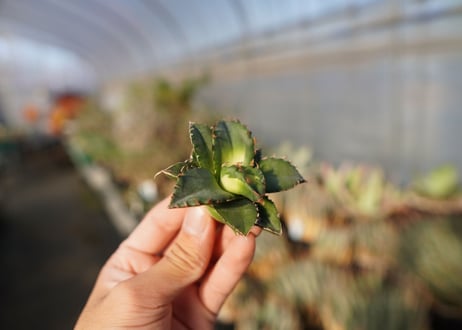 agave titanota ソーラーエクリプス　 NO.3
