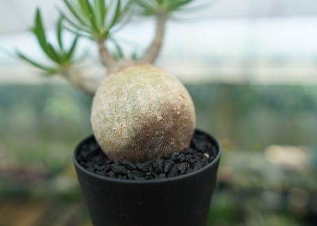 パキポディウム　グラキリス　 Pachypodium Gracilius  No.1