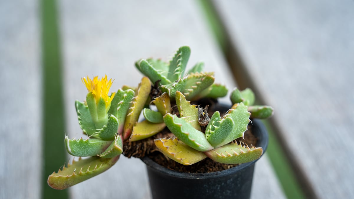 フォーカリア | mana's farm:塊根植物・アガベ・ドライガーデン植物