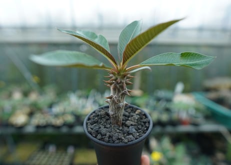 パキポディウム　バロニー　Pachypodium baronii