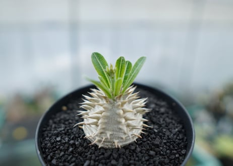 パキポディウム　恵比寿大黒　Pachypodium Densicaule　No.1