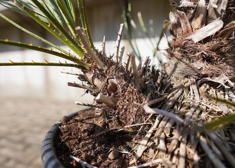 チャメロプス セリフェラ Chamaerops humilis var. Cerifera