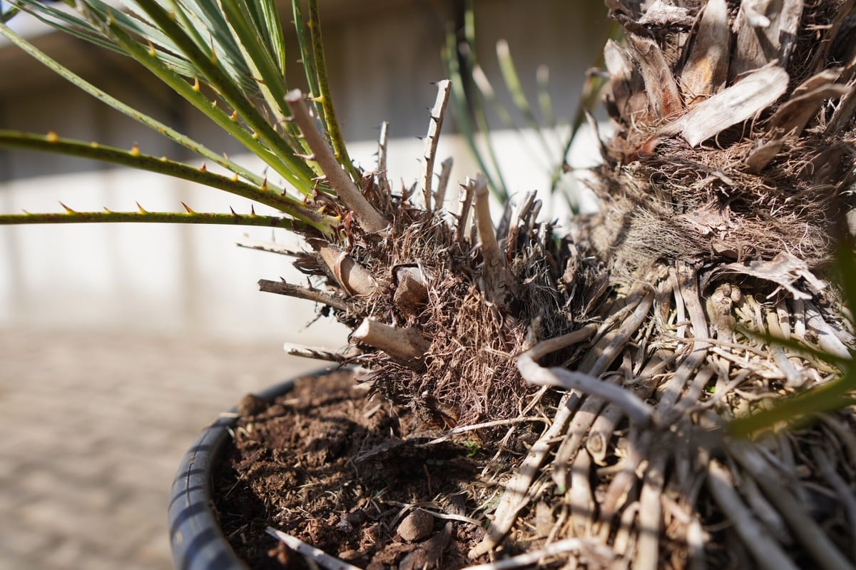 チャメロプス・セリフェラ　no9 楽天市場】【期間限定P5倍＆MAX10％OFFクーポン】チャメロプス