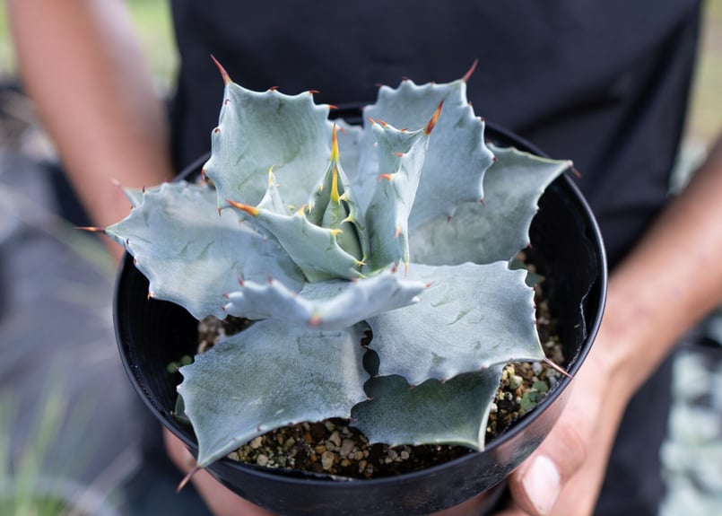 Agave Isthmensis | mana's farm:塊根植物・アガベ・ドライガーデン