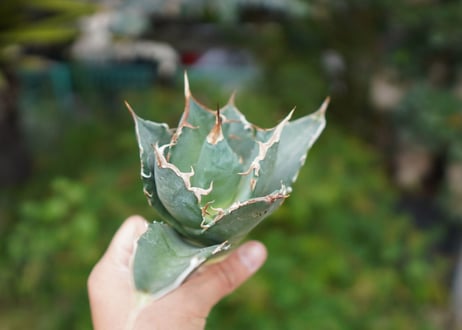Agave titanota 白鯨 A NO.1