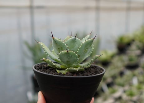Agave potatorum×Isthmensis No.1