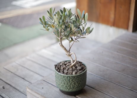 オリーブ　olive