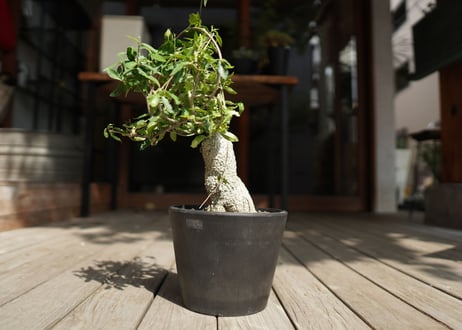 フォッケア　エデュリス　火星人　Fockea edulis