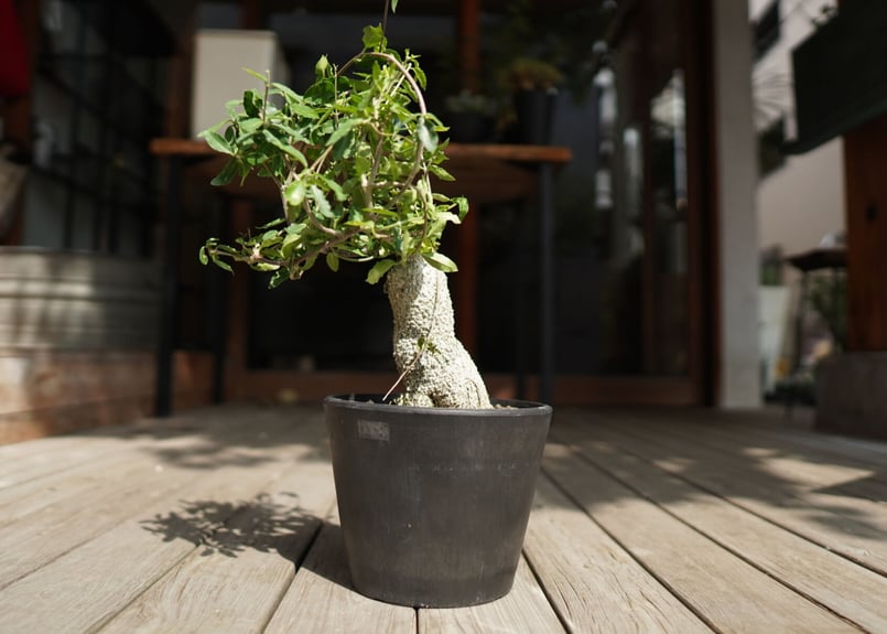 フォッケア　エデュリス　大株 フォッケア エデュリス | mana's farm:塊根植物・アガベ・ドライ